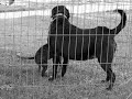Bindi wants a home! Bindi wants a home!