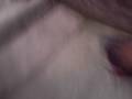 Panthera Xingando L�o! Hahahaa!
