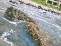 October 2007 Poipu Sheraton Shoreline Environmental Impact