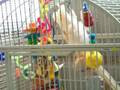 Stache, Moluccan Cockatoo, resident at http://www.olliesparrotsperch.com/ doing flips in his cage