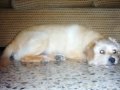 Akeem: homenaje al mejor y m�s bonach�n perro de la historia