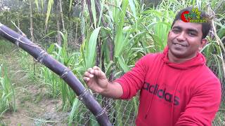 ফিলিপাইনের ব্ল্যাক আখ(Sugarcane) বাংলাদেশে- বিঘা প্রতি কৃষকের আয় প্রায় ৩ লক্ষ টাকা