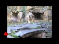 Beloved Polar Bear Knut Dies