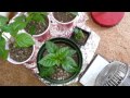 Hot pepper update #3 Hot pepper update #3