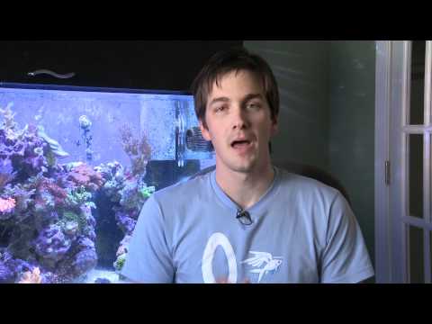 how to eliminate nitrates in aquarium