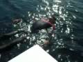 World record Unassisted Freediving - 82m