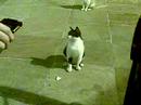Ray playing with cats episode 2 Ray playing with cats episode 2