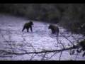 grizzley bear kitimat