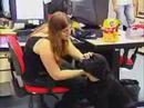 Dog Day PEDIGREE�