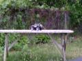 videos de home made bomb with detonator