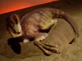 ????????????(Kyoryu-Tairiku Oviraptor) ????????????(Kyoryu-Tairiku Oviraptor)