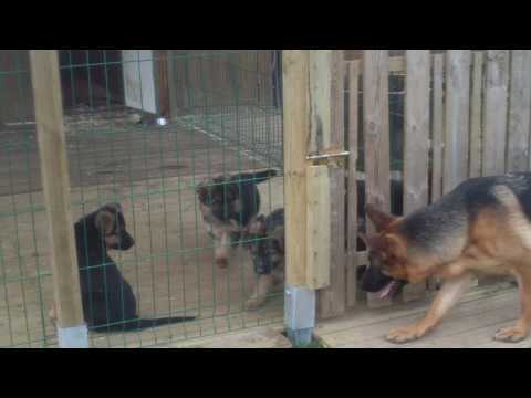 BERGER ALLEMAND