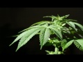Tribal Seeds – Mad Man