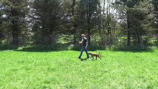 Pittsburgh Dog Training Vedder the Vizsla with Suburban K9!