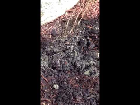 how to transplant prickly pear cactus