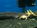 Three Toed Amphiuma Salamander eating a frog