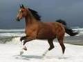 End Horse Slaughter!