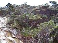 Austieg Kinabalu Austieg Kinabalu