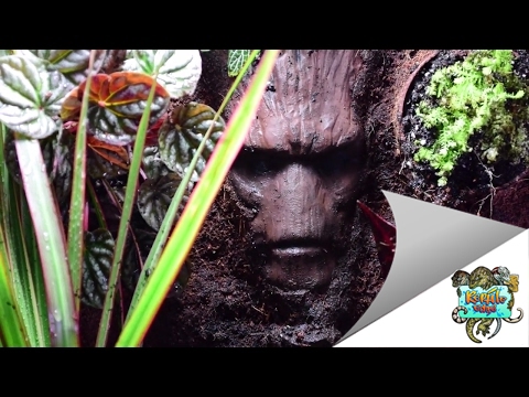YouTube reptile video