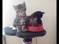 6 weeks old kittens 6 weeks old kittens
