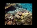 la beauté des fonds marins.