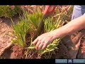 Tips for Dividing Perennials in Transplanting