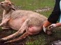 sheep giving birth