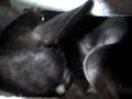 perros flojos