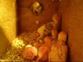 6 baby budgie chicks in nestbox 6 baby budgie chicks in nestbox