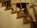 Spiderboy Spiderboy