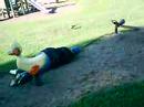 The Evil Duck Fall 1
