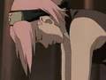 viva sakura chaaaa