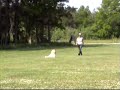 Standard poodle Freja