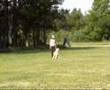 Standard poodle Freja