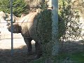 Rhino Scratches Butt on Post Rhino Scratches Butt on Post