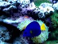46 Gallon Bow Front Reef Tank with new Halides.