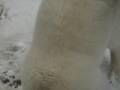 AKITA INU IN SNOW _ DENTO IN SNOW