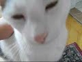 Tiger sprechen Tiger sprechen