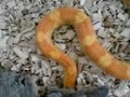 soild snake shedding its skin part1