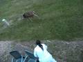 jenny deer massanutten