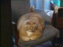 pauvre chat