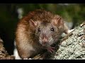 Ratz...Not For the Squimish