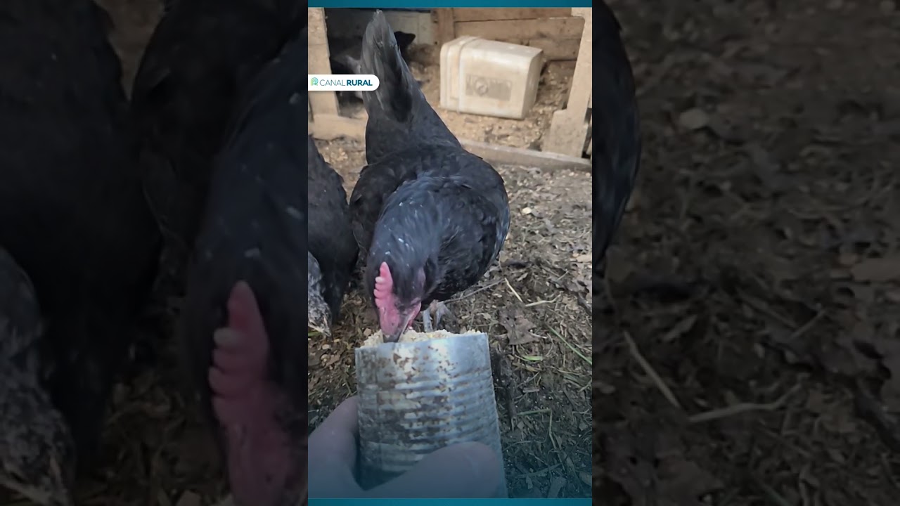 “Glória” mostrando como as galinhas realmente comem