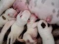 american bulldog puppies american bulldog puppies