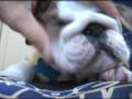 videos de Augustus the Bulldog - Wrinkles