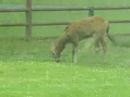 longleat