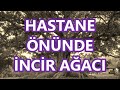 Hastane �n�nde �ncir A�ac�   Hastane Onunde Incir Agaci