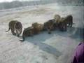 Feeding-lions-in-a-z