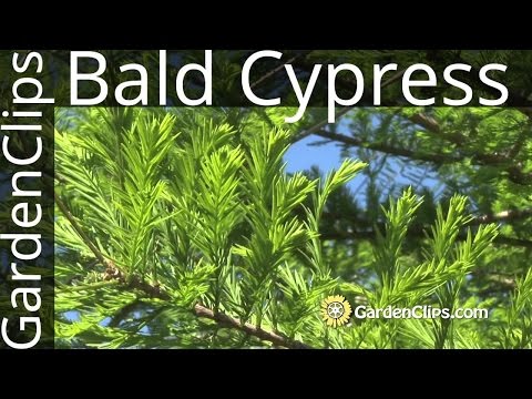 how to fertilize european weeping larch tree