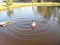 Snorkeling for Koi in 50 degree water